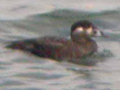 Surf Scoter